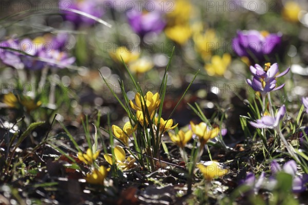 Crocus minimus (Crocus chrysanthus), yellow, spring, Germany, The colourful flowers are illuminated by the sun