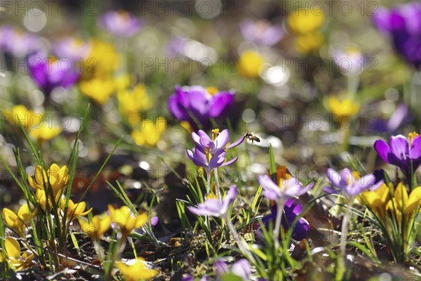 Crocuses (Crocus), colourful, Germany, The colourful flowers of crocuses attract the first insects in spring