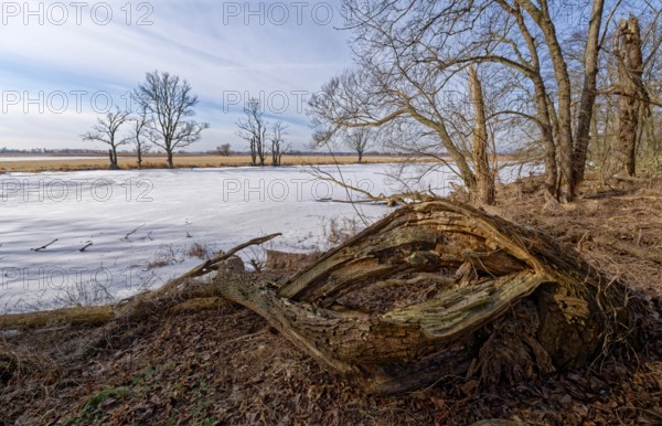Dead wood on the icy and snow-covered foothills of the Oder in the area of the Schwedt lock in the Lower Oder Valley National Park. aerial view. Schwedt, Uckermark, Brandenburg, Germany