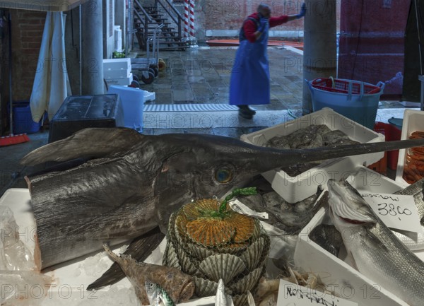 Fresh swordfish (Xiphias gladius), fish market, Rialto market in the San Polo district, Venice, Veneto, Italy