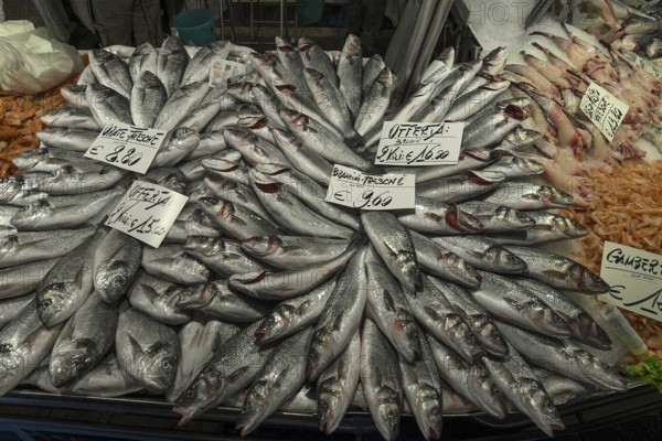 Fresh sea bass (Dicentrarchus labrax) on ice, fish market, Rialto market in the San Polo district, Venice, Veneto, Italy