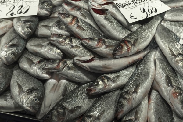 Fresh sea bass (Atractoscion nobilis) on ice, fish market, Venice, Veneto, Italy