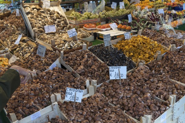 Large mushroom stall (Fungi) at the Rialto market in the San Polo district, Venice, Veneto, Italy
