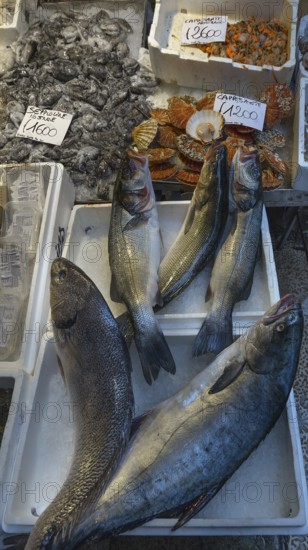 Fresh fish on ice, Rialto fish market in the San Polo district, Venice, Veneto, Italy