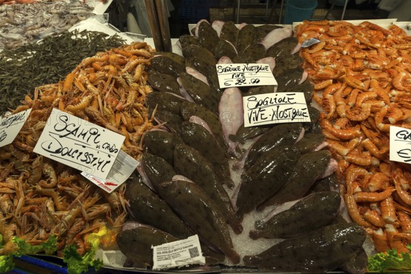 Fresh flounders (Platichthys flesus), left scampi (scampo), right langoustines (Palinuridae) on ice, fish market, Veneto, Italy