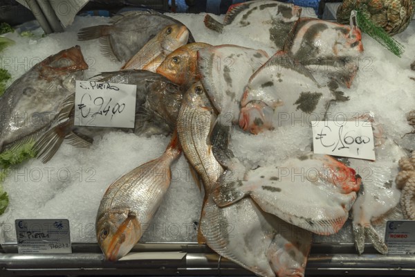 Fresh fish, on the left St Peter's fish (Zeus faber) on ice, Rialto fish market in the San Polo district, Venice, Veneto, Italy