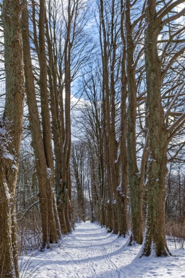 Snow-covered trees on the bridge tour, a hiking trail around Lake Kirchensee, in the UNESCO Schaalsee Biosphere Reserve. Zarrentin, Mecklenburg-Western Pomerania, Germany