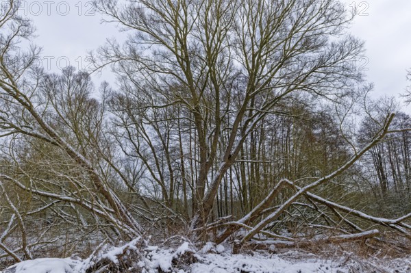 Trees covered with snow on the bridge tour, a hiking trail around Lake Kirchensee in the UNESCO Schaalsee Biosphere Reserve. Zarrentin, Mecklenburg-Western Pomerania, Germany