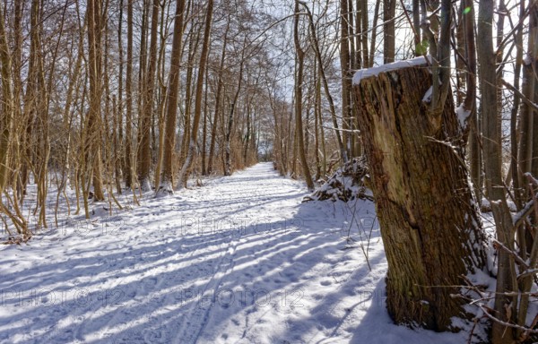 Snow-covered trees on the bridge tour, a hiking trail around Lake Kirchensee, in the UNESCO Schaalsee Biosphere Reserve. Zarrentin, Mecklenburg-Western Pomerania, Germany