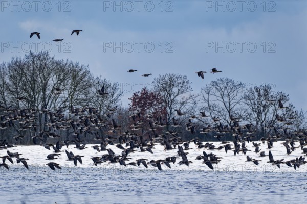 Wild geese over a snow-covered field in the UNESCO Schaalsee Biosphere Reserve. Kirchensee, Zarrentin, Mecklenburg-Western Pomerania, Germany