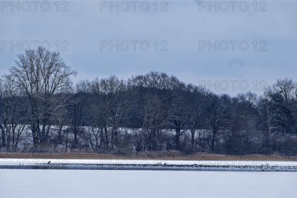 A sea eagle and other water birds on the frozen Schaalsee in the UNESCO Schaalsee Biosphere Reserve. Zarrentin, Mecklenburg-Western Pomerania, Germany