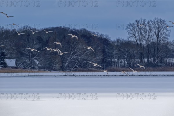 Waterbirds above the Schaalsee lake covered with ice and snow in the UNESCO Schaalsee Biosphere Reserve. Zarrentin, Mecklenburg-Western Pomerania, Germany
