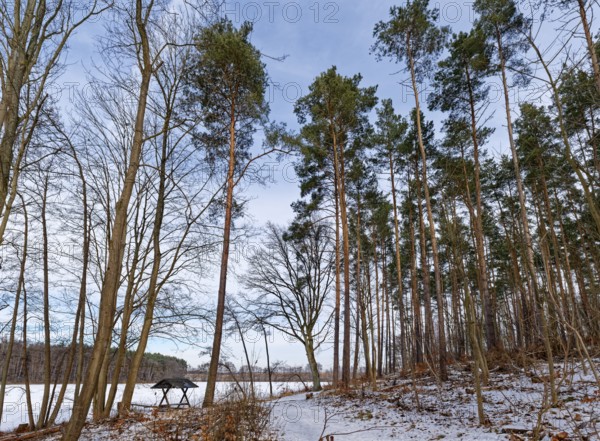 Hiking trail and rest area on the snow-covered and ice-covered Heiliger See, a lake in the Grumsin Beech Forest UNESCO World Heritage Site, part of the UNESCO Schorfheide-Chrorin Biosphere Reserve. Altkünkendorf, Angermünde, Uckermark, Brandenburg, Germany