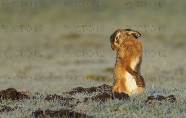 European hare (Lepus europaeus) with icebeard on a hoarfrost-covered meadow, Lake Dümmer, Germany