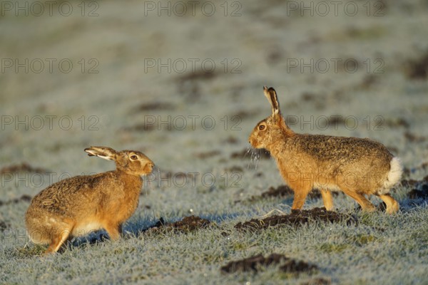 Brown hare (Lepus europaeus) pair on a hoarfrost-covered meadow, Lake Dümmer, Germany