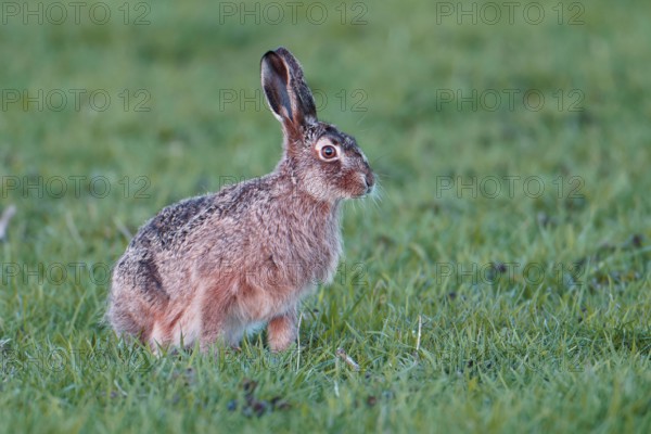 European hare (Lepus europaeus), meadow, Lake Dümmer, Germany