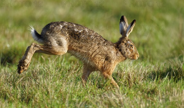 Running hare (Lepus europaeus), high speed, meadow, running, Lake Dümmer, Germany