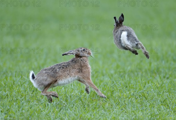 European hare (Lepus europaeus), pair in a meadow, Lake Dümmer, Germany