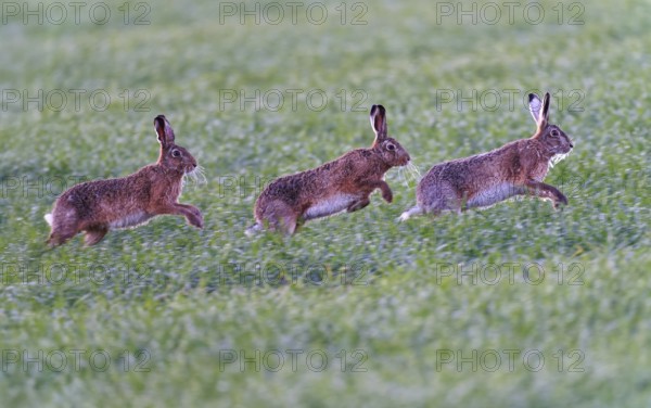 European hare, pursuit (Lepus europaeus), Lake Dümmer, Germany
