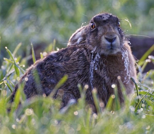 European hare (Lepus europaeus) with icebeard in a meadow, Lake Dümmer, Germany