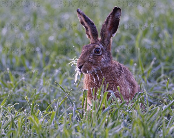Foraging brown hare (Lepus europaeus) with ice beard on a hoarfrost-covered meadow, Lake Dümmer, Germany