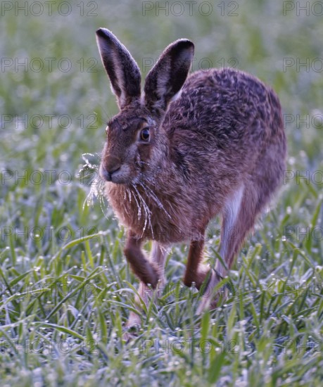 European hare (Lepus europaeus), meadow, running, Lake Dümmer, Germany