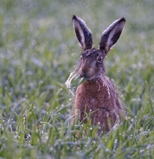 European hare (Lepus europaeus) with icebeard on a hoarfrost-covered meadow, Lake Dümmer, Germany