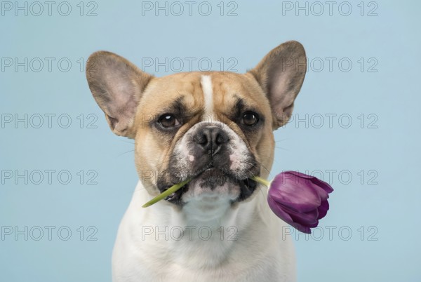 Pied French Bulldog pied with white and red coat wearing a purple tulip flower in mouth in front of blue studio background. Generative AI, AI generated