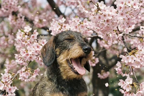 Dachshund with seasonal pollen allergies sneezing between blooming pink spring flowers. Generative Ai, AI generated