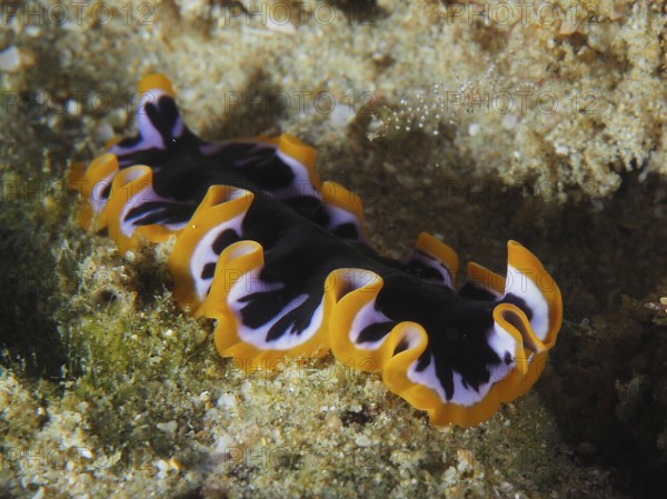Colourful yellow-black whirlpool worm (Pseudoceros) with yellow edges and purple patterns moves across the seabed. Dive site Sodwana Bay National Park, Maputaland Marine Reserve, iSimangaliso Wetland Park, KwaZulu Natal, South Africa