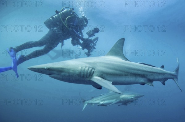 Diver photographing sharks, blacktip sharks (Carcharhinus limbatus) in the blue underwater world of the ocean. Dive site Protea Banks, Margate, KwaZulu Natal, South Africa