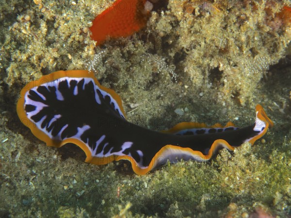 Bright yellow-black whirlpool worm (Pseudoceros) with orange-coloured edges and a striking pattern on the substrate. Dive site Sodwana Bay National Park, Maputaland Marine Reserve, iSimangaliso Wetland Park, KwaZulu Natal, South Africa