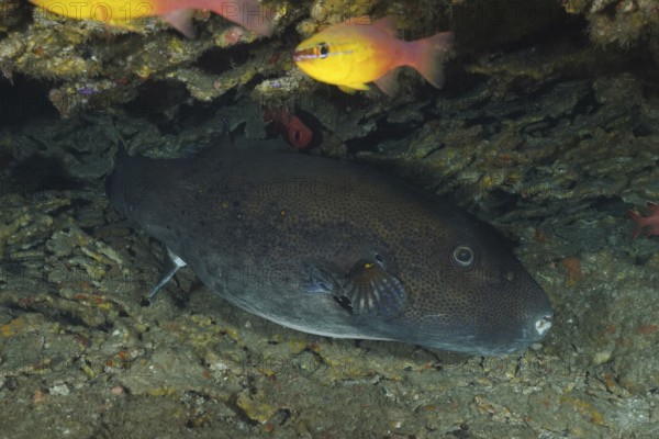 Dark-spotted star pufferfish (Arothron stellatus) lies under a stone plate with corals. Dive site Sodwana Bay National Park, Maputaland Marine Reserve, iSimangaliso Wetland Park, KwaZulu Natal, South Africa