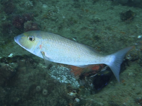 A blue-grey longnose street sweeper (Lethrinus nebulosus) swims over a richly vegetated seabed. Dive site Sodwana Bay National Park, Maputaland Marine Reserve, iSimangaliso Wetland Park, KwaZulu Natal, South Africa