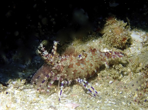 Detailed common marble shrimp (Saron marmoratus) with a distinctive pattern and fringed legs on a sandy bottom. Dive site Sodwana Bay National Park, Maputaland Marine Reserve, iSimangaliso Wetland Park, KwaZulu Natal, South Africa