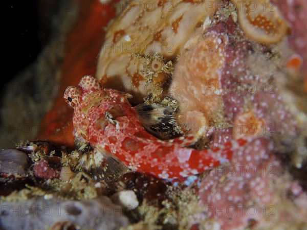 Small red-coloured fish, Cape three-finned blenny (Cremnochorites capensis), resting on a rocky surface next to corals. Dive site Sodwana Bay National Park, Maputaland Marine Reserve, iSimangaliso Wetland Park, KwaZulu Natal, South Africa