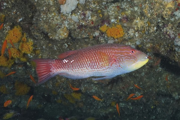 An orange-red fish, saddle spotted pigmy wrasse (Bodianus bilunulatus), swims in the reef area, surrounded by corals. Dive site Aliwal Shoal, Umkomaas, KwaZulu Natal, South Africa