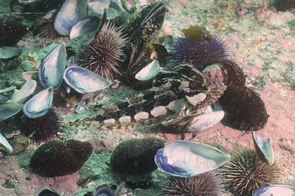 Underwater scene with several mussels and a Super Clifffish (Clinus superciliosus) between sea urchins on a sandy seabed. Dive site False Bay, Cape of Good Hope, Cape Town, South Africa