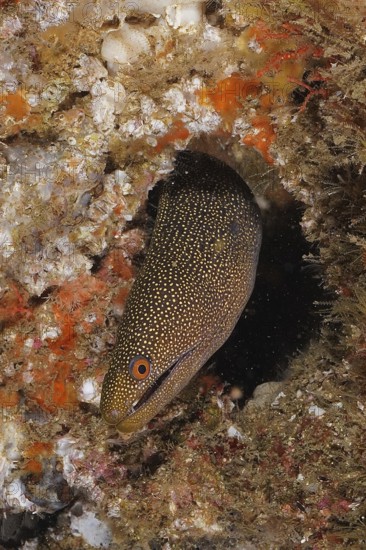 Abbott's moray eel (Gymnothorax eurostus) camouflages itself in a cave on the seabed. Dive site Aliwal Shoal, Umkomaas, KwaZulu Natal, South Africa