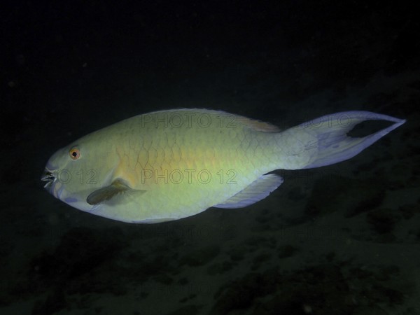 A nose hump parrotfish (Scarus rubroviolaceus), parrotfish, with green-blue colouring swims in the dark water. Dive site Sodwana Bay National Park, Maputaland Marine Reserve, iSimangaliso Wetland Park, KwaZulu Natal, South Africa