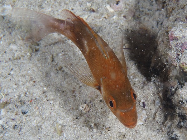 An orange-coloured fish, red sea bream (Chrysoblephus laticeps) juvenile, swimming over a sandy bottom, detailed fins visible. Dive site False Bay, Cape of Good Hope, Cape Town, South Africa