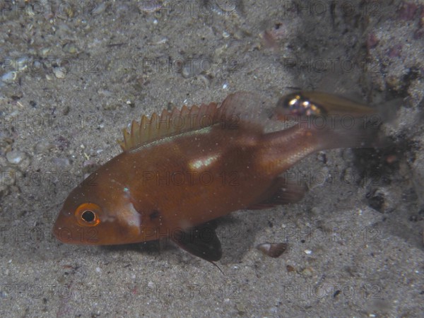 A juvenile orange-coloured fish, sea bream Red Roman (Chrysoblephus laticeps), swims over a sandy seabed near a rock face. Dive site False Bay, Cape of Good Hope, Cape Town, South Africa