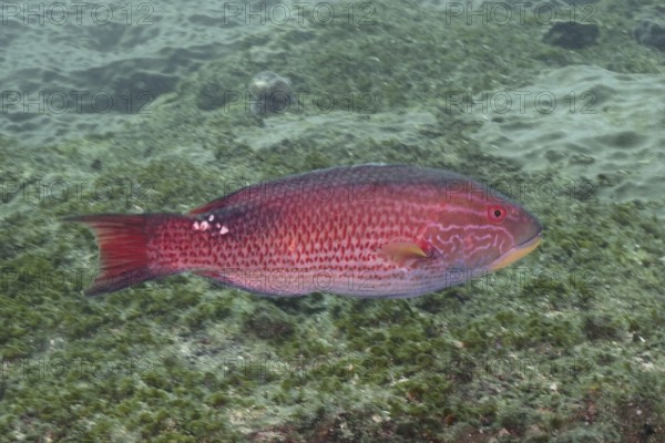 A red fish, saddle spotted pigmy wrasse (Bodianus bilunulatus), swims in clear water over a mossy substrate. Dive site Aliwal Shoal, Umkomaas, KwaZulu Natal, South Africa