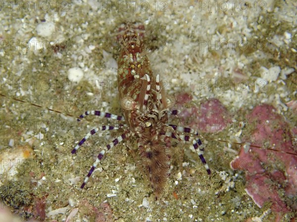 Well camouflaged common marbled shrimp (Saron marmoratus) with a detailed pattern on a sandy seabed. Dive site Sodwana Bay National Park, Maputaland Marine Reserve, iSimangaliso Wetland Park, KwaZulu Natal, South Africa