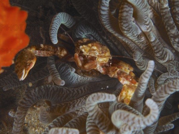 Yellow anemone porcelain crab (Neopetrolisthes alobatus) hiding between the tentacles of a sea anemone. Dive site Sodwana Bay National Park, Maputaland Marine Reserve, iSimangaliso Wetland Park, KwaZulu Natal, South Africa