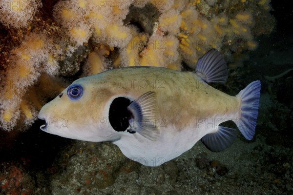 A seagrass pufferfish (Arothron immaculatus) swims sideways past corals in the ocean. Dive site Aliwal Shoal, Umkomaas, KwaZulu Natal, South Africa