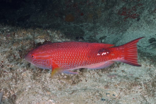 Red fish, saddle spotted pigmy wrasse (Bodianus bilunulatus), resting on the sandy seabed in the middle of the ocean. Dive site Aliwal Shoal, Umkomaas, KwaZulu Natal, South Africa