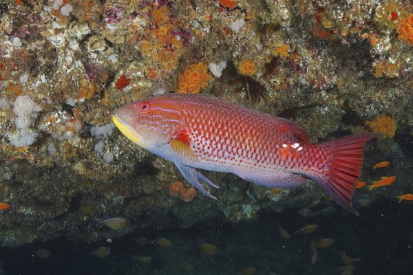 Red fish, saddle spotted pigmy wrasse (Bodianus bilunulatus), swimming in front of a colourful coral wall in the ocean. Dive site Aliwal Shoal, Umkomaas, KwaZulu Natal, South Africa