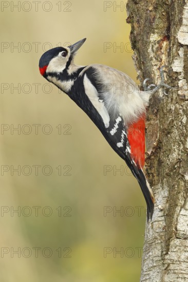 Great spotted woodpecker (Dendrocopus major), male, foraging on the trunk of a common birch (Betula pendula), wildlife, woodpeckers, nature photography, autumn, Wilnsdorf, North Rhine-Westphalia