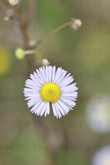Annual ragweed (Erigeron annuus), by the wayside in a field, Wilnsdorf, North Rhine-Westphalia, Germany